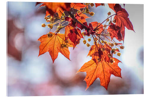 Acrylic print Flaming red maple leaves