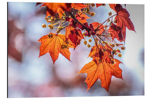 Aluminiumsbilde Flaming red maple leaves