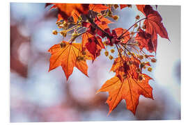 Foam board print Flaming red maple leaves