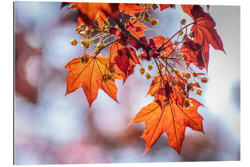 Cuadro de plexi-alu Flaming red maple leaves