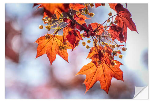 Muursticker Flaming red maple leaves