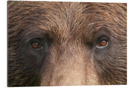 Gallery print Face of a brown bear