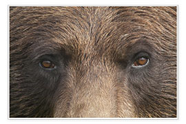 Poster Face of a brown bear