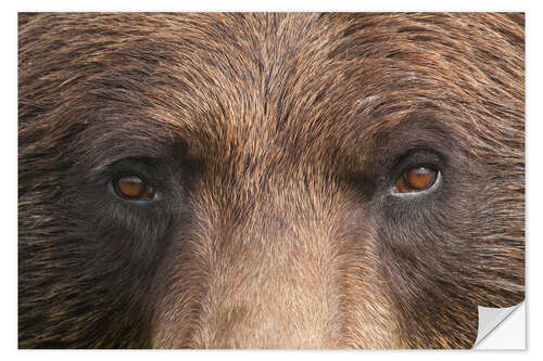 Muursticker Face of a brown bear