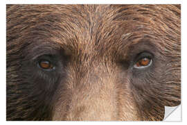 Naklejka na ścianę Face of a brown bear