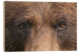 Wood print Face of a brown bear