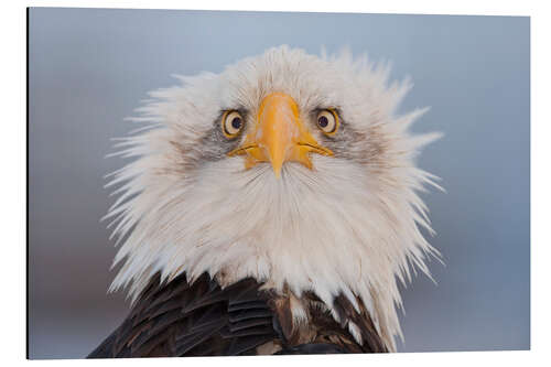 Aluminium print Young Bald Eagle