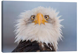 Canvas print Young Bald Eagle