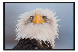 Gerahmter Kunstdruck Junger Weißkopfseeadler