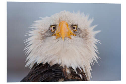 Foam board print Young Bald Eagle