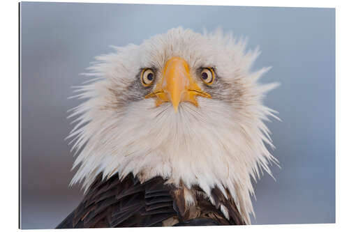 Galleritryck Young Bald Eagle