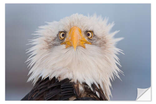 Wall sticker Young Bald Eagle