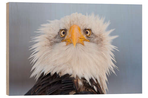 Quadro de madeira Young Bald Eagle