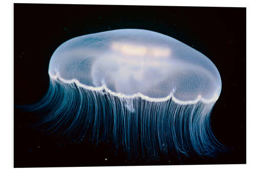 Stampa su PVC Moon Jellyfish