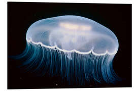 Stampa su PVC Moon Jellyfish