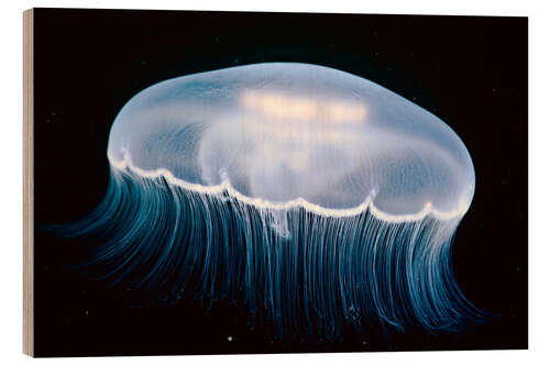 Cuadro de madera Medusas de la luna