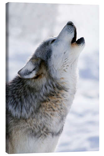 Canvas print Howling Wolf Grey