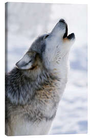 Canvastavla  Howling Wolf Grey - Mark Newman