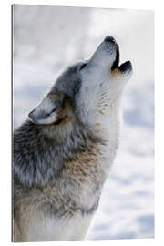 Gallery print Howling Wolf Grey