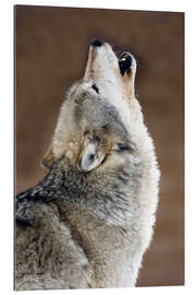 Gallery print Howling gray wolf