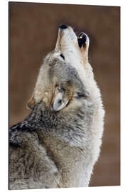 Magnettafel Heulender Grauwolf 