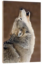 Quadro de madeira Howling gray wolf