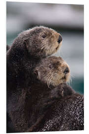 Foam board print Cuddly otters