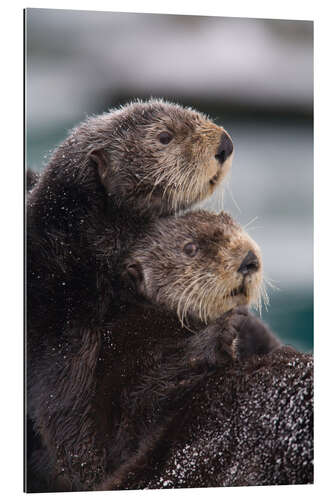 Gallery print Cuddly otters