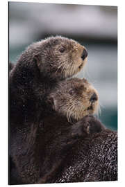 Magnettafel Verschmuste Otter