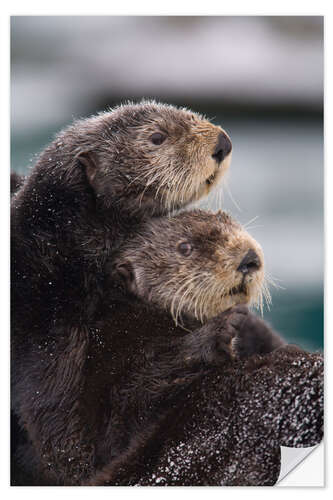 Naklejka na ścianę Cuddly otters