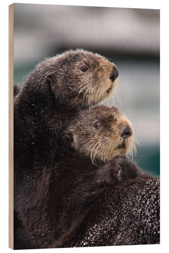 Quadro de madeira Cuddly otters