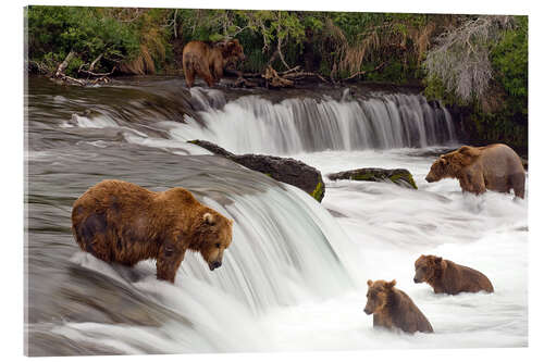 Cuadro de metacrilato Grizzly en el Parque Nacional Katmai