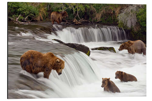 Aluminium print Grizzly in Katmai National Park