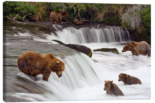 Canvas print Grizzly in Katmai National Park