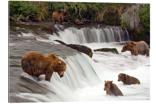 Gallery Print Grizzly im Katmai Nationalpark