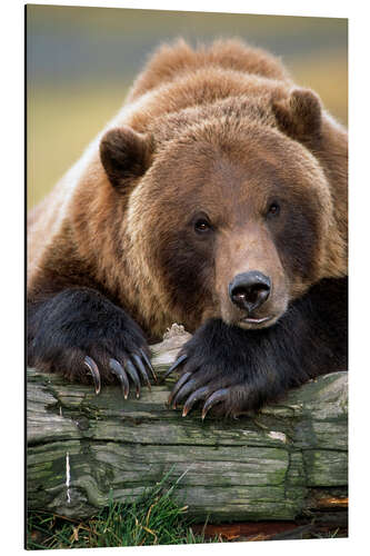 Aluminium print Resting brown bear