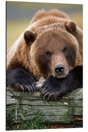 Aluminiumtavla Resting brown bear