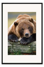 Gerahmter Kunstdruck Ruhender Braunbär