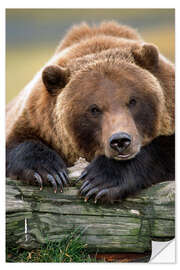 Naklejka na ścianę Resting brown bear