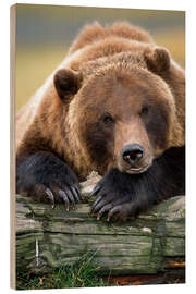 Trebilde Resting brown bear