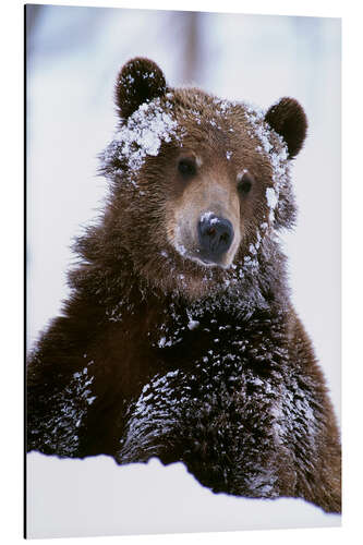 Aluminiumsbilde Grizzly in the snow