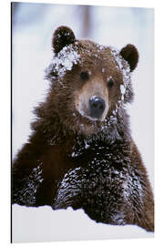 Aluminium print Grizzly in the snow