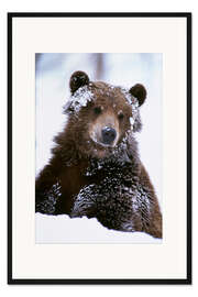 Gerahmter Kunstdruck Grizzly im Schnee
