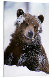 Galleriprint Grizzly in the snow