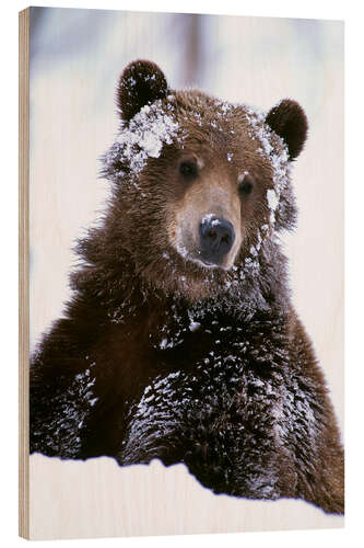 Wood print Grizzly in the snow