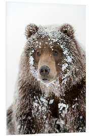 Foam board print Frosty Bear