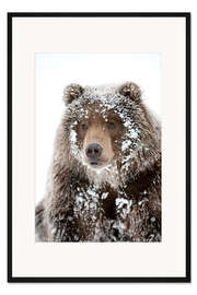 Gerahmter Kunstdruck Frostiger Bär