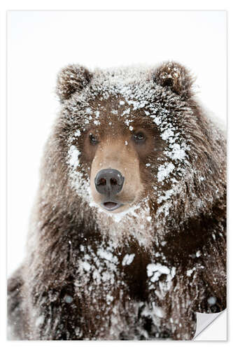 Selvklebende plakat Frosty Bear