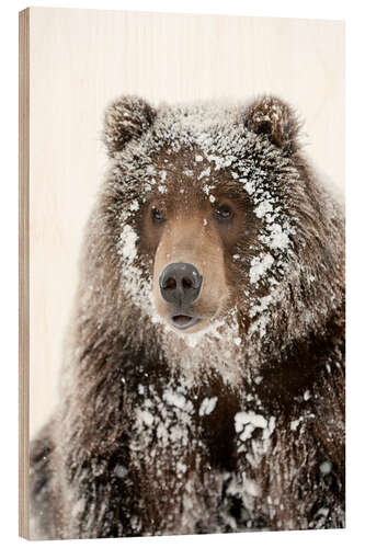 Wood print Frosty Bear