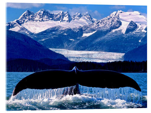 Akryylilasitaulu Fin of a humpback whale